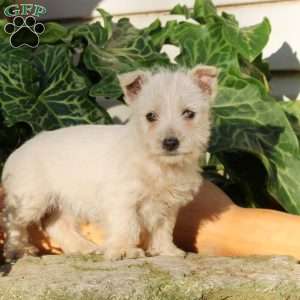 Gigi, West Highland Terrier Puppy