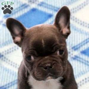 Gigi, Frenchton Puppy