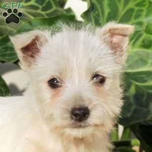 Gigi, West Highland Terrier Puppy