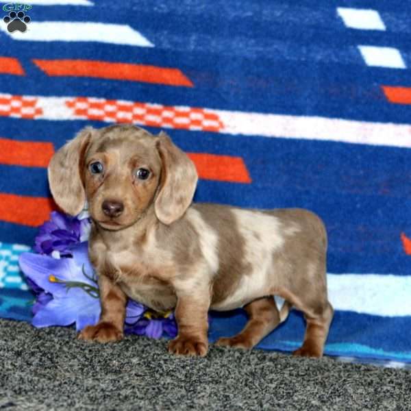Gigi-Mini, Dachshund Puppy