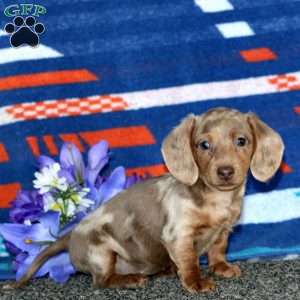 Gigi-Mini, Dachshund Puppy