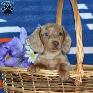 Gigi-Mini, Dachshund Puppy