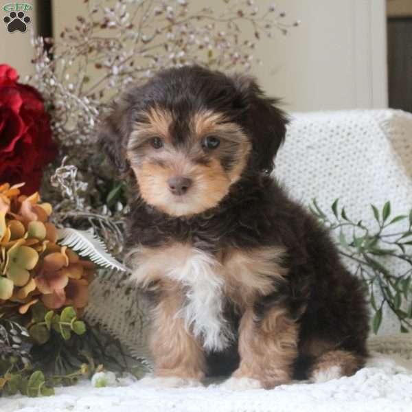 Gina, Yorkie Mix Puppy