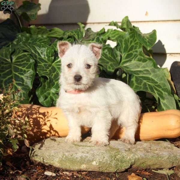 Gina, West Highland Terrier Puppy