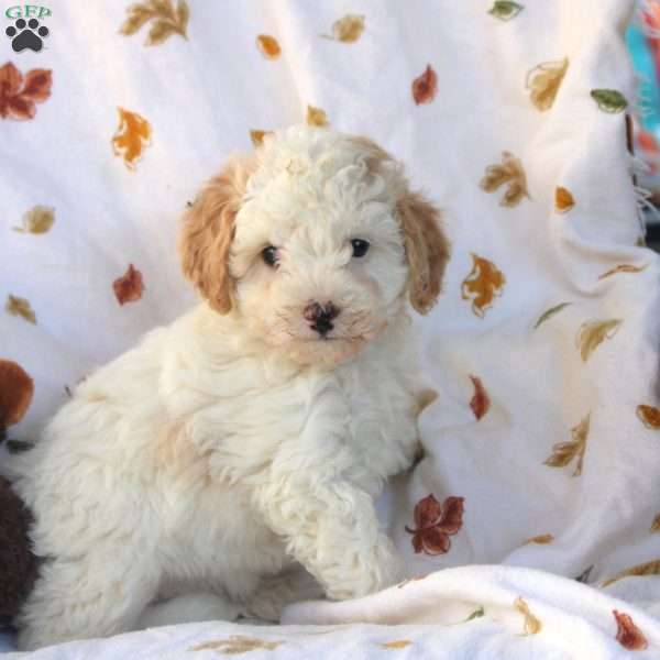 Gina, Miniature Poodle Puppy