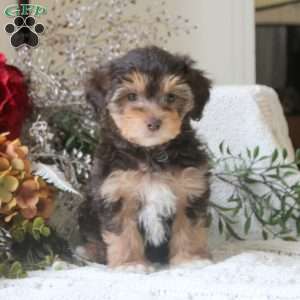 Gina, Yorkie Mix Puppy