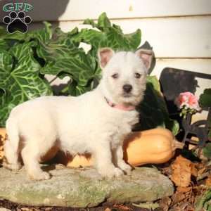 Gina, West Highland Terrier Puppy