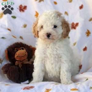 Gina, Miniature Poodle Puppy