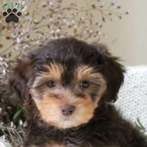Gina, Yorkie Mix Puppy