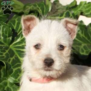 Gina, West Highland Terrier Puppy