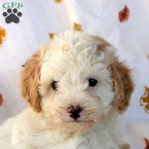 Gina, Miniature Poodle Puppy