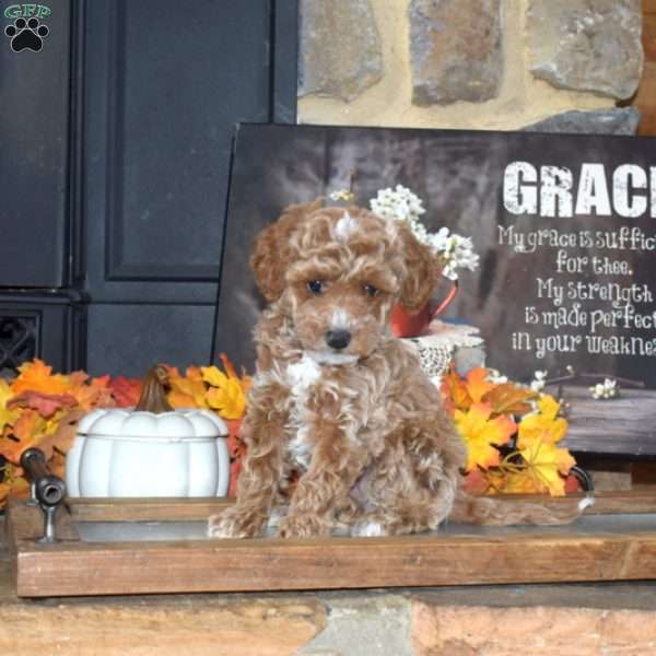 Ginger, Toy Poodle Puppy