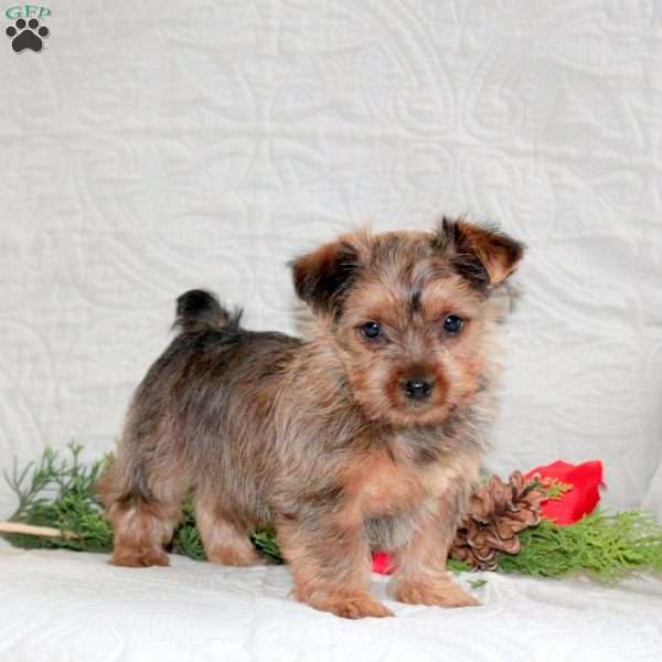 Ginger, Yorkie Puppy
