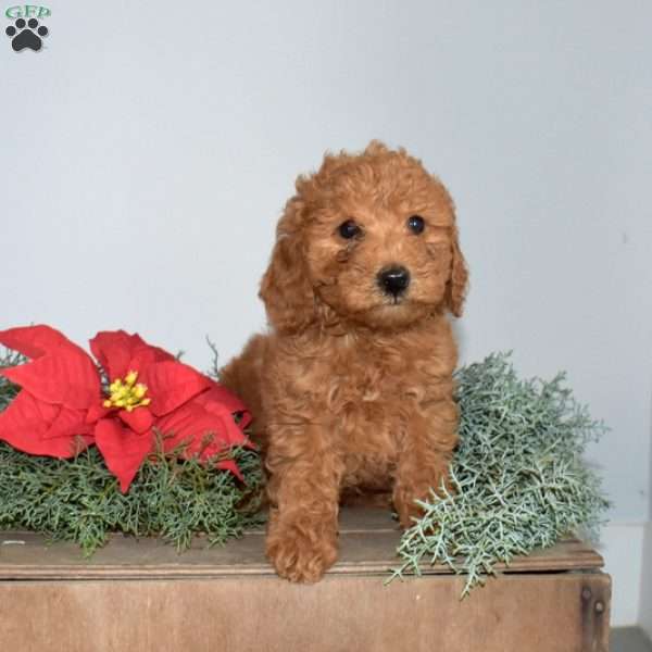 Ginger, Miniature Poodle Puppy