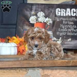 Ginger, Toy Poodle Puppy