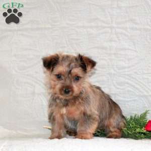 Ginger, Yorkie Puppy