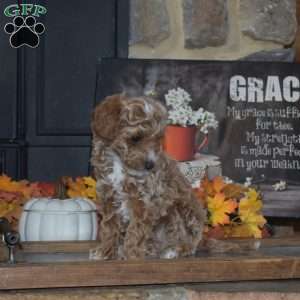 Ginger, Toy Poodle Puppy