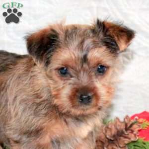Ginger, Yorkie Puppy