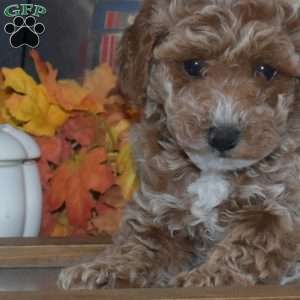 Ginger, Toy Poodle Puppy