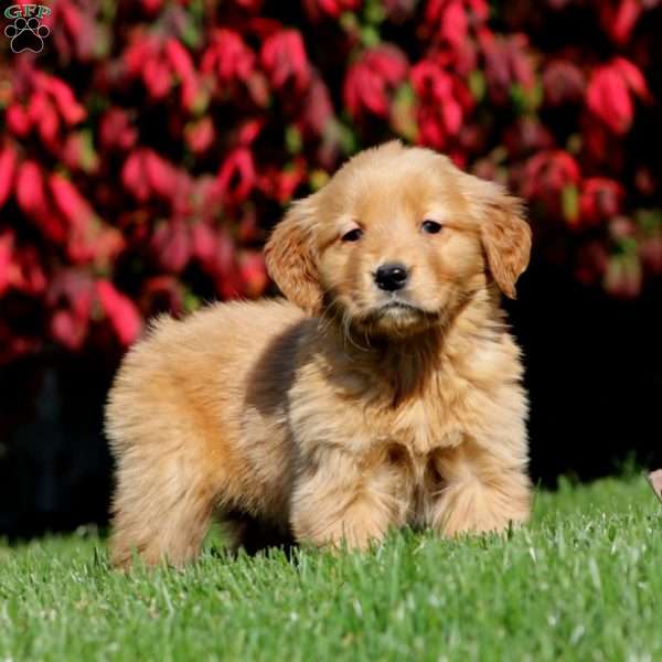 Ginger, Golden Retriever Puppy