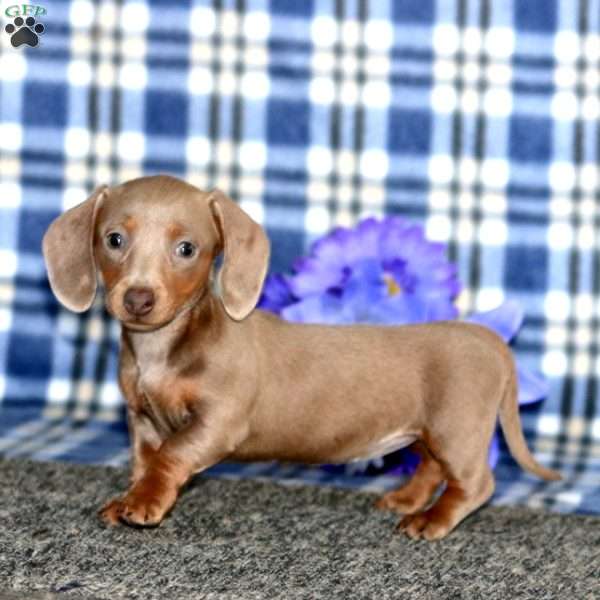 Ginger-Mini, Dachshund Puppy