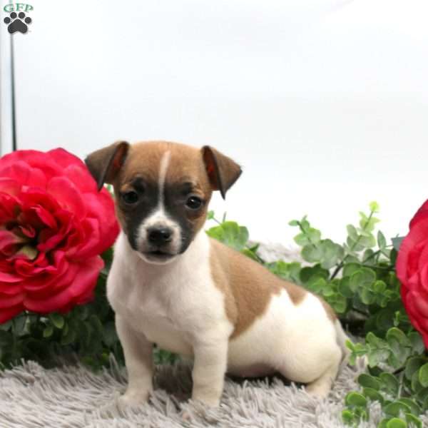Ginger, Boston Terrier Mix Puppy