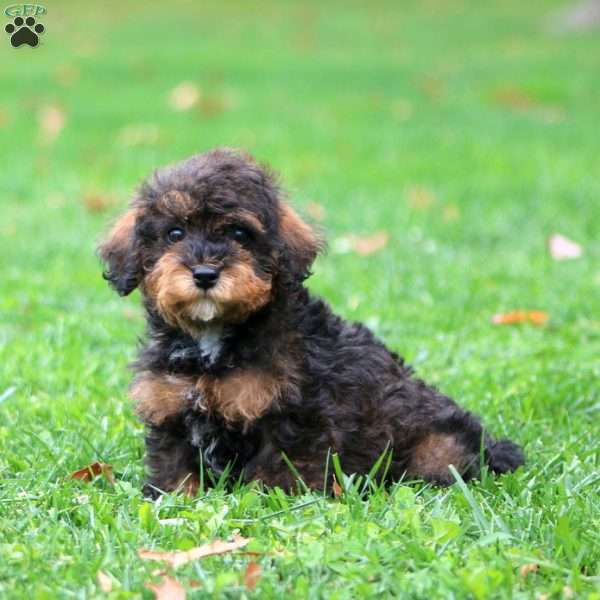 Ginger, Miniature Poodle Puppy