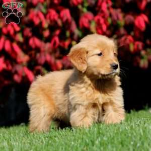 Ginger, Golden Retriever Puppy