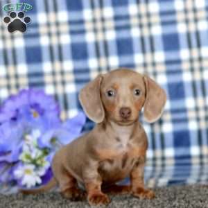 Ginger-Mini, Dachshund Puppy