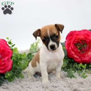 Ginger, Boston Terrier Mix Puppy