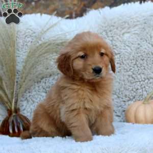Ginger, Golden Retriever Puppy