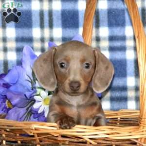 Ginger-Mini, Dachshund Puppy