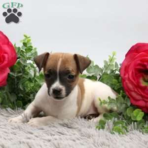 Ginger, Boston Terrier Mix Puppy