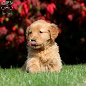 Ginger, Golden Retriever Puppy