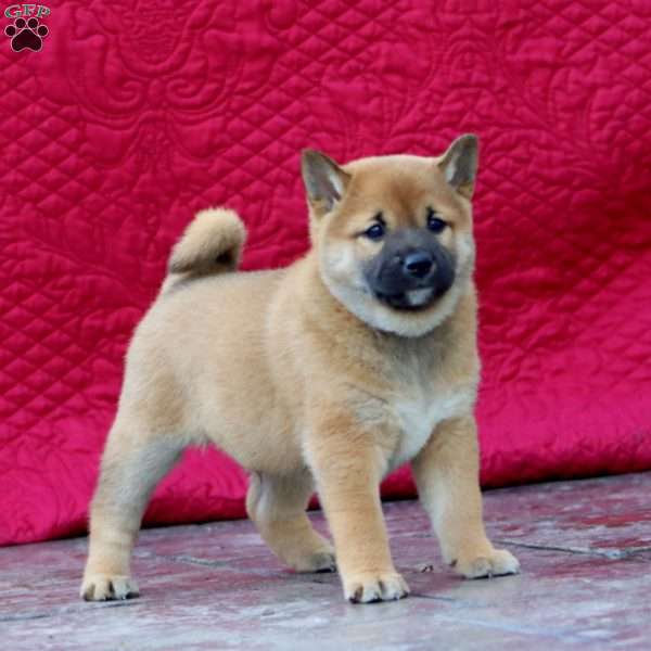 Ginger, Shiba Inu Puppy