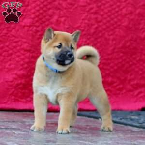 Ginger, Shiba Inu Puppy