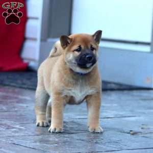 Ginger, Shiba Inu Puppy