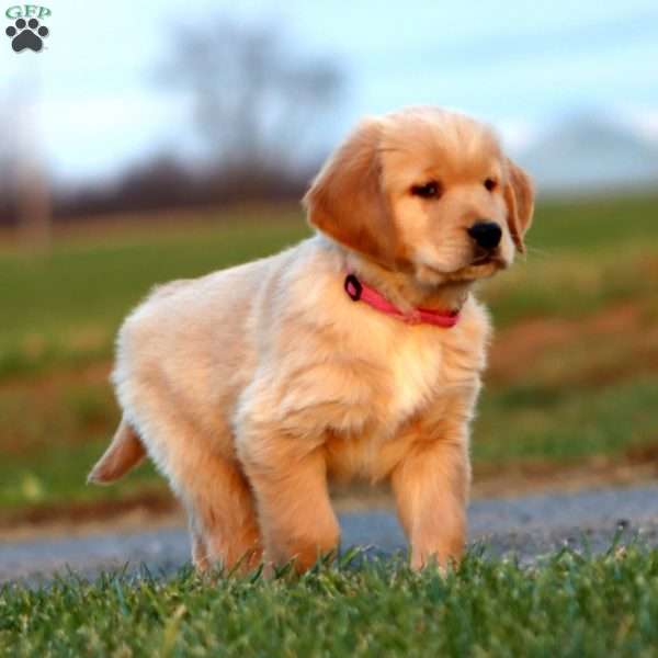 Gingerale, Golden Retriever Puppy