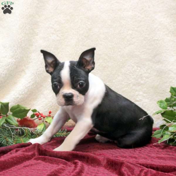 Ginny, Boston Terrier Puppy