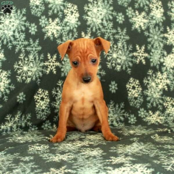 Glenn, Miniature Pinscher Puppy
