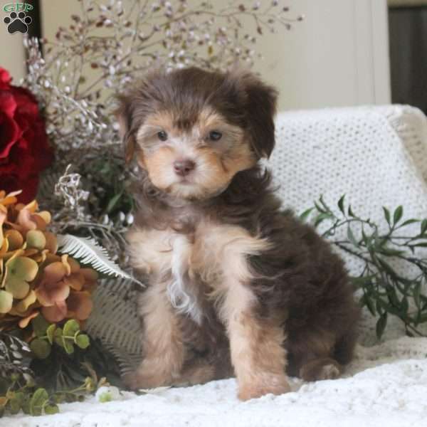 Glenn, Yorkie Mix Puppy
