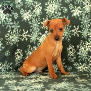 Glenn, Miniature Pinscher Puppy