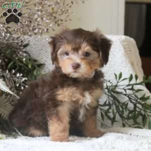 Glenn, Yorkie Mix Puppy
