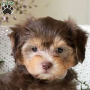 Glenn, Yorkie Mix Puppy