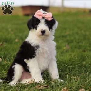 Glitter, Sheepadoodle Puppy