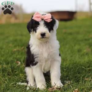 Glitter, Sheepadoodle Puppy