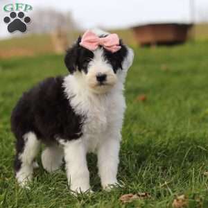 Glitter, Sheepadoodle Puppy