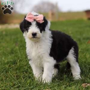 Glitter, Sheepadoodle Puppy