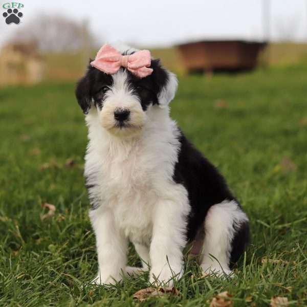 Glitter, Sheepadoodle Puppy