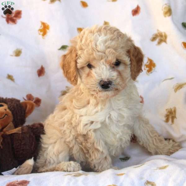 Gloria, Miniature Poodle Puppy